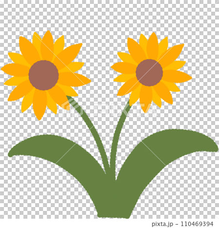 Sunflower 110469394