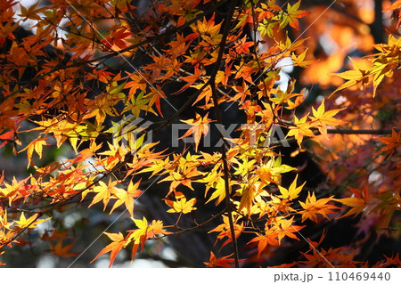 埼玉県川越市小仙波町 天台宗別格本山中院境内の紅葉モミジ 埼玉県川越市小仙波町 天台宗別格本山中院境内の紅葉モミジ 110469440