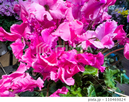 新春を彩る鮮やかなシクラメンの花 110469824