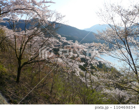 神流湖畔の桜 (埼玉県神川町) 神流湖畔の桜 (埼玉県神川町) 110469834