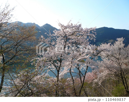 神流湖畔の桜　　（埼玉県神川町） 110469837
