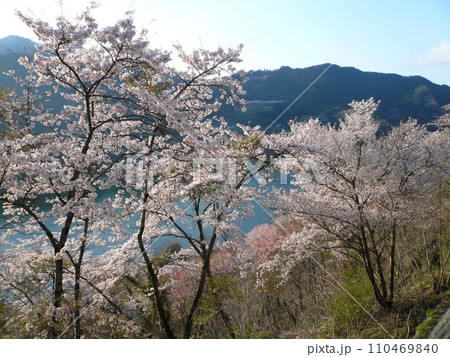 神流湖畔の桜 (埼玉県神川町) 神流湖畔の桜 (埼玉県神川町) 110469840