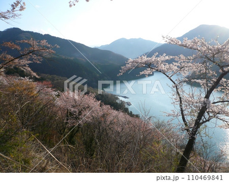神流湖畔の桜 (埼玉県神川町) 神流湖畔の桜 (埼玉県神川町) 110469841