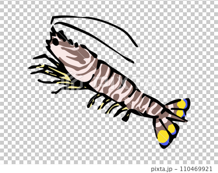 Illustration of shrimp drawn with a brush (Kuruma prawn) Illustration of shrimp drawn with a brush (Kuruma prawn) 110469921