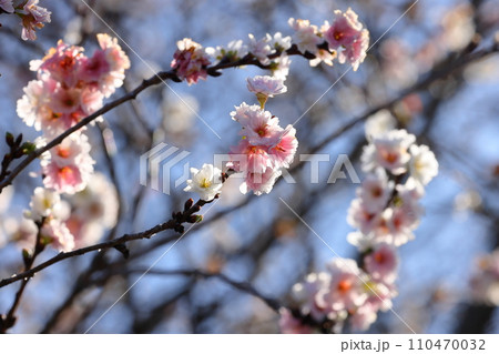 埼玉県川越市小仙波町　天台宗別格本山中院　境内の冬桜（十月桜）クローズアップ 110470032