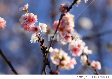 埼玉県川越市小仙波町 天台宗別格本山中院 境内の冬桜(十月桜)クローズアップ 埼玉県川越市小仙波町 天台宗別格本山中院 境内の冬桜(十月桜)クローズアップ 110470034