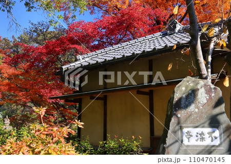 埼玉県川越市小仙波町　天台宗別格本山中院の不染亭前の真っ赤な紅葉モミジ 110470145