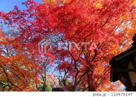 埼玉県川越市小仙波町 天台宗別格本山中院の不染亭前の真っ赤な紅葉モミジ 埼玉県川越市小仙波町 天台宗別格本山中院の不染亭前の真っ赤な紅葉モミジ 110470147