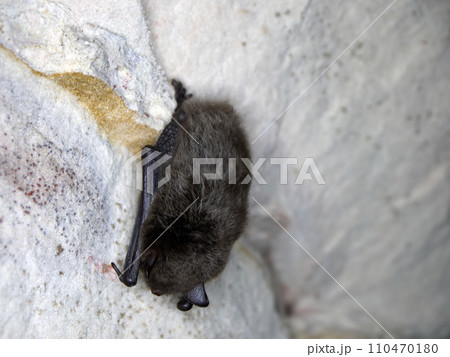 Sleeping bat in cave Sleeping bat in cave 110470180