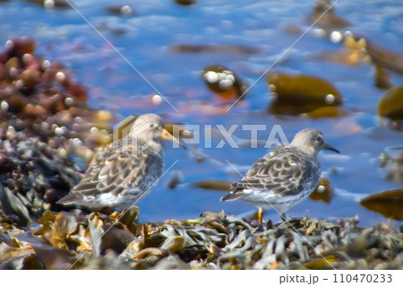 Birds on the ocean among fucus and laminaria Birds on the ocean among fucus and laminaria 110470233