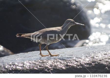 The Gray-tailed tattler The Gray-tailed tattler 110470236