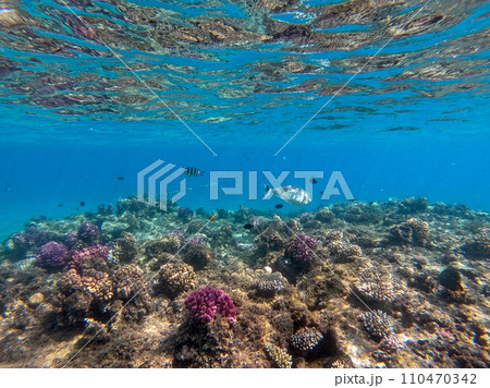 Naso annulatus fish known as Whitemargin Unicorn fish on his coral reef in the Red Sea, Egypt.. Naso annulatus fish known as Whitemargin Unicorn fish on his coral reef in the Red Sea, Egypt.. 110470342