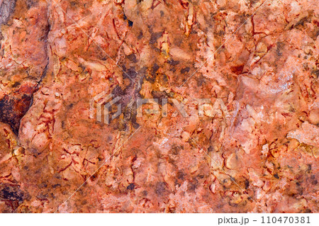 invertebrate fossils invertebrate fossils 110470381