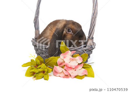 Decorative rabbit in a basket and flowers Decorative rabbit in a basket and flowers 110470539