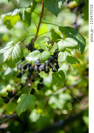 Black currant berries growing on a bush. 110470558