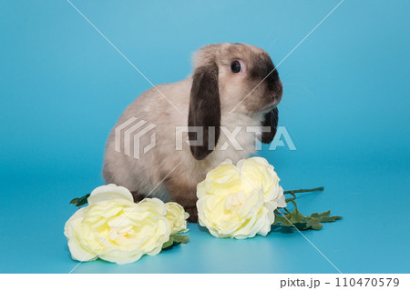 Fold-eared rabbit and flowers 110470579