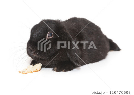 Black rabbit and a crust of bread Black rabbit and a crust of bread 110470602