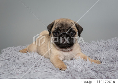Beige pug puppy Beige pug puppy 110470610
