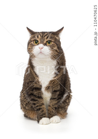 Grey, striped cat stares intently 110470625