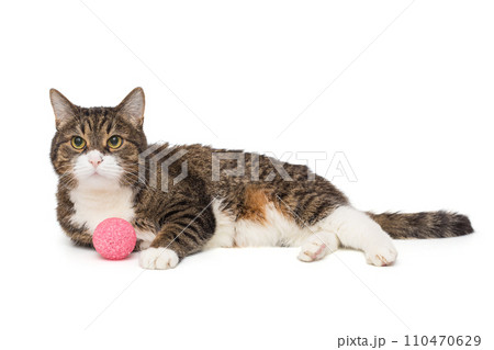 Grey cat lies on its side with a pink ball Grey cat lies on its side with a pink ball 110470629