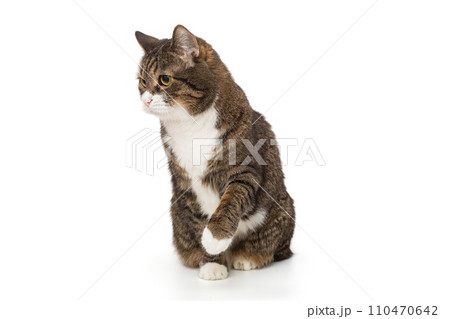 Grey, striped cat  plays with its paw 110470642