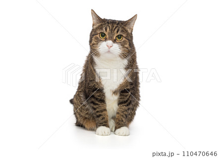 Grey, striped cat stares intently 110470646