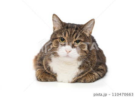 Beautiful grey cat lies and looks at the camera Beautiful grey cat lies and looks at the camera 110470663