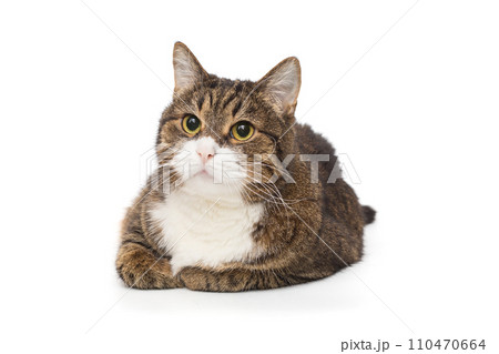 Beautiful grey cat lies and looks up Beautiful grey cat lies and looks up 110470664