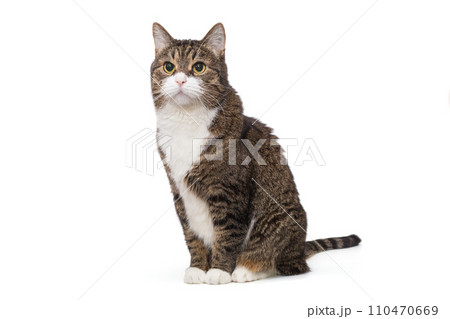 Beautiful grey cat with a white chest Beautiful grey cat with a white chest 110470669