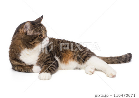 Beautiful grey cat lies on its side Beautiful grey cat lies on its side 110470671