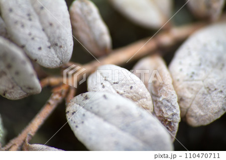 Arctic plants leaves of cranberry 110470711