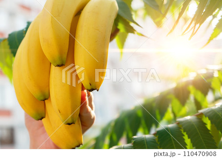 A bunch of ripe yellow bananas against a background of sun rays and green leaves. A bunch of ripe yellow bananas against a background of sun rays and green leaves. 110470908
