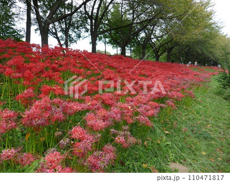 川越水上公園の彼岸花　　（埼玉県川越市） 110471817