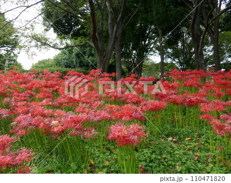 川越水上公園の彼岸花 (埼玉県川越市) 川越水上公園の彼岸花 (埼玉県川越市) 110471820