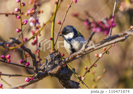 『梅とシジュウカラ』 梅とシジュウカラ』