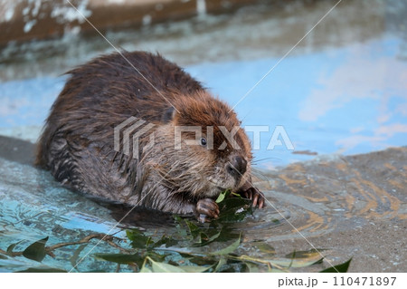 葉をかじるアメリカビーバー 葉をかじるアメリカビーバー 110471897