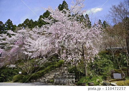 京都大原三千院で散策 110472257