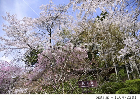 京都大原三千院で散策 京都大原三千院で散策 110472281