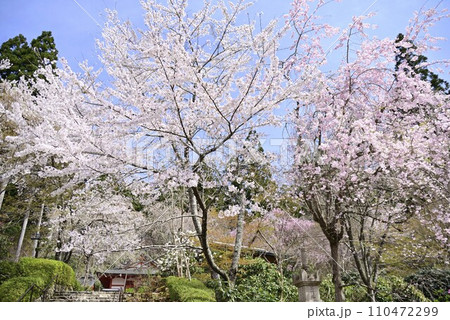 京都大原三千院で散策 110472299