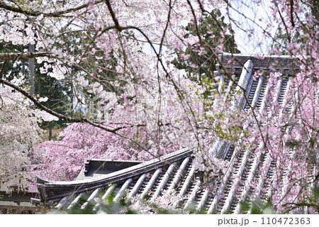 京都大原三千院で散策 110472363