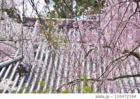 京都大原三千院で散策 110472364