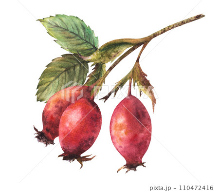 Branch of wild rosehips with red briar fruits, dog rose with green leaves. Hand drawn watercolor illustration for your sticker, label print, logo, card design Clipart isolated on white background Branch of wild rosehips with red briar fruits, dog rose with green leaves. Hand drawn watercolor illustration for your sticker, label print, logo, card design Clipart isolated on white background 110472416