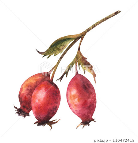 Branch of wild rosehips with red briar fruits, dog rose with green leaves. Hand drawn watercolor illustration for your sticker, label print, logo, card design Clipart isolated on white background Branch of wild rosehips with red briar fruits, dog rose with green leaves. Hand drawn watercolor illustration for your sticker, label print, logo, card design Clipart isolated on white background 110472418