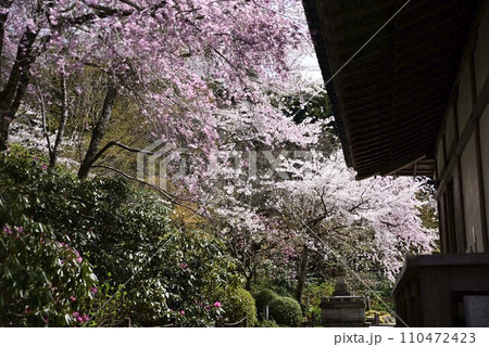 京都大原三千院で散策 110472423