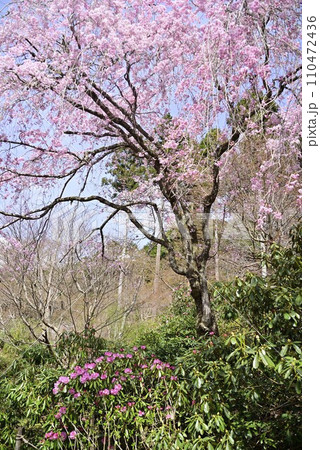 京都大原三千院で散策 110472436