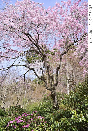 京都大原三千院で散策 110472437