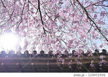 京都大原三千院で散策 110472456