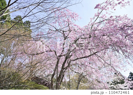 京都大原三千院で散策 110472461