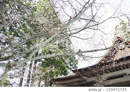京都大原三千院で散策 京都大原三千院で散策 110472735