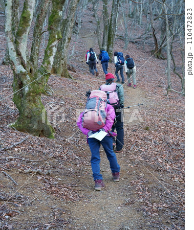 雑木林の登山道 110472823